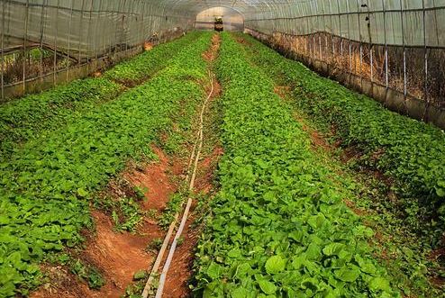 農產品品牌策劃公司如何培養團隊？