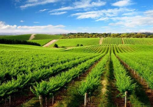 國務院關于農(nóng)業(yè)品牌發(fā)展的決策部署