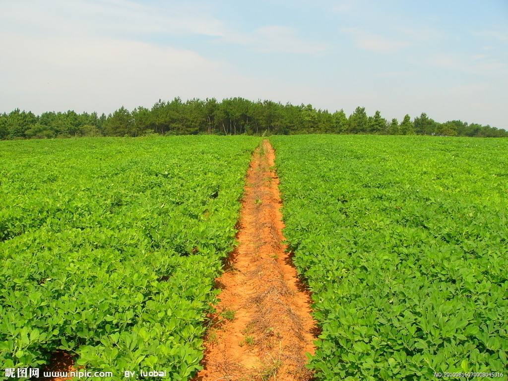 農業品牌營銷 農業品牌營銷