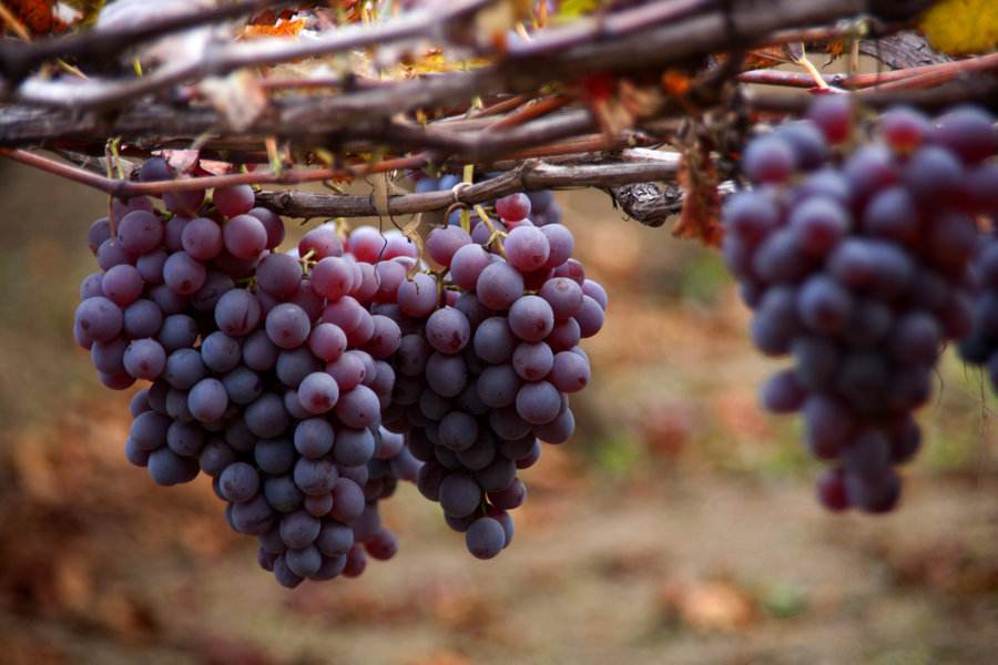 農業品牌營銷,葡萄品牌營銷 農業品牌營銷,葡萄品牌營銷