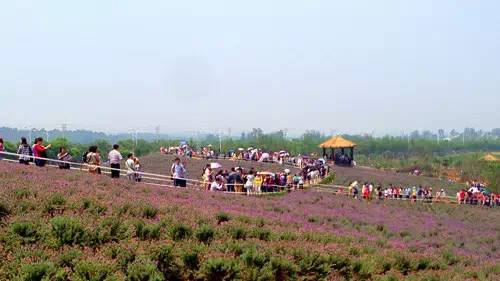 農業品牌策劃 農業品牌策劃