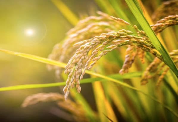 農業發展戰略策劃 農產品品牌策劃設計公司