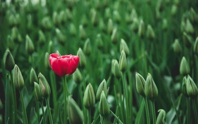 企業形象策劃公司為企業策劃差異化品牌形象