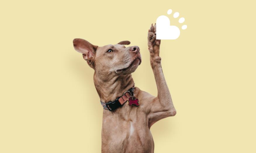 如何打造寵物護理品牌_專業寵物護理品牌打造公司