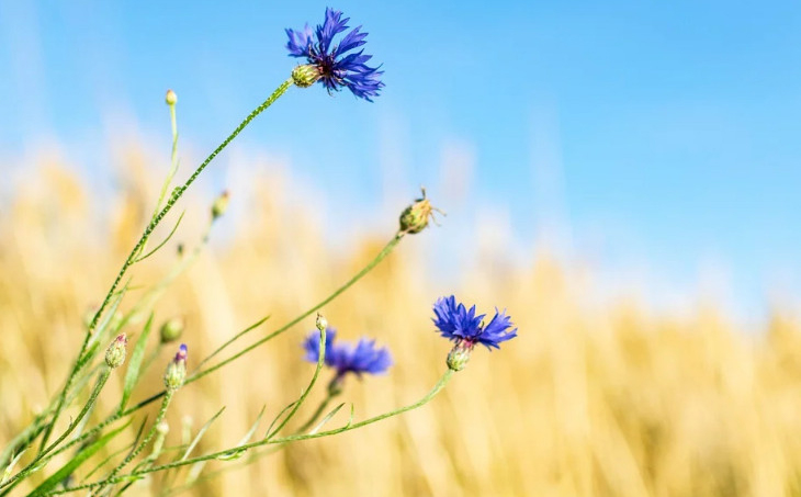 品牌全案設計的6個階段 品牌全案設計的6個階段