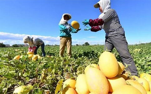 農(nóng)業(yè)品牌全案營銷應保障農(nóng)民的基本利益 農(nóng)業(yè)品牌全案營銷應保障農(nóng)民的基本利益