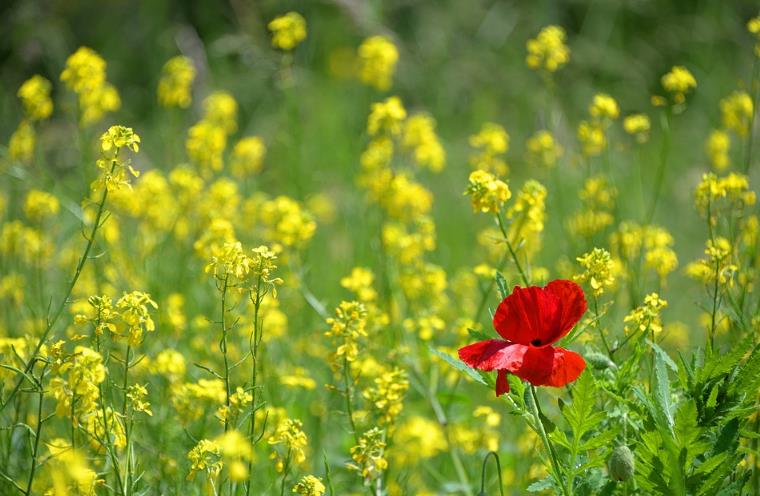 全案營(yíng)銷公司