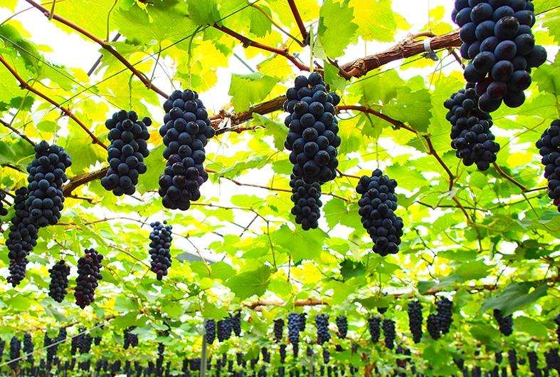 聚焦品牌轉型升級，推動馬陸葡萄品牌力持續(xù)向上