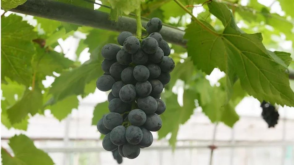 聚焦品牌轉(zhuǎn)型升級(jí)，推動(dòng)馬陸葡萄品牌力持續(xù)向上