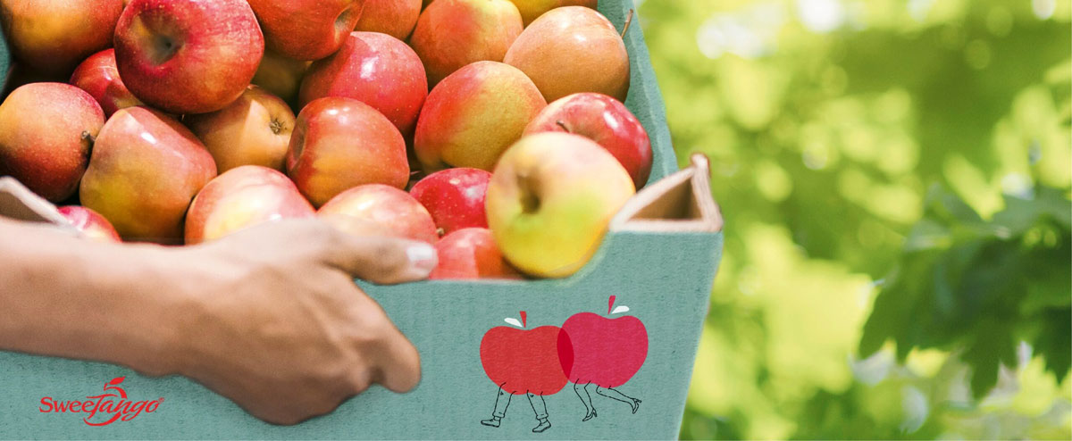 果業公司品牌建設:水果品牌設計