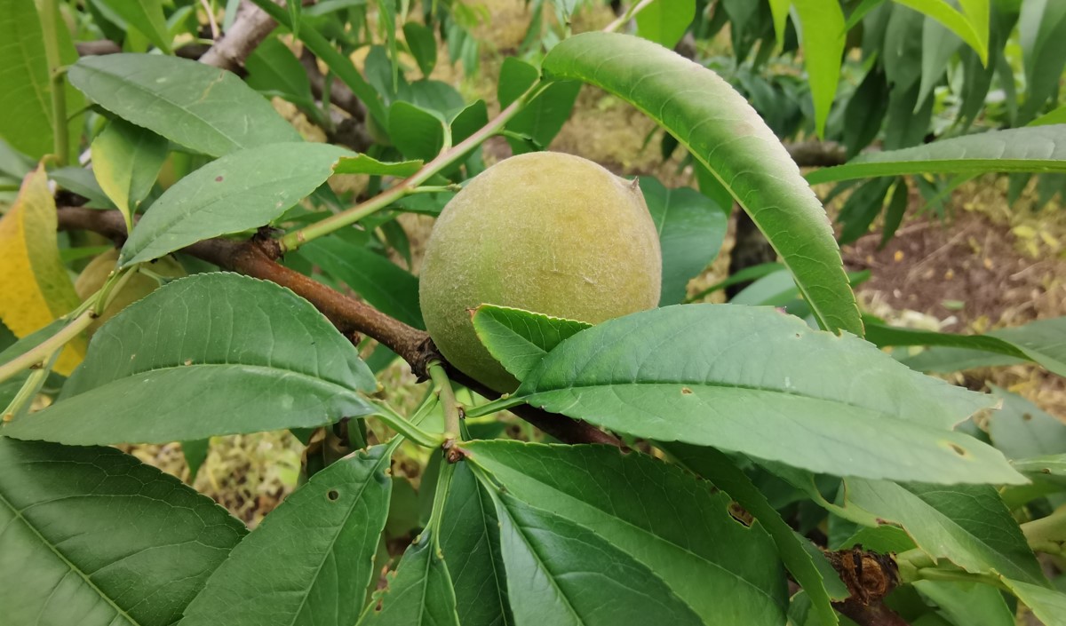水蜜桃產業發展機會與品牌農業建設策劃指南 水蜜桃產業發展機會與品牌農業建設策劃指南