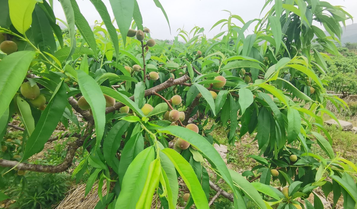 水蜜桃產業發展機會與品牌農業建設策劃指南 水蜜桃產業發展機會與品牌農業建設策劃指南