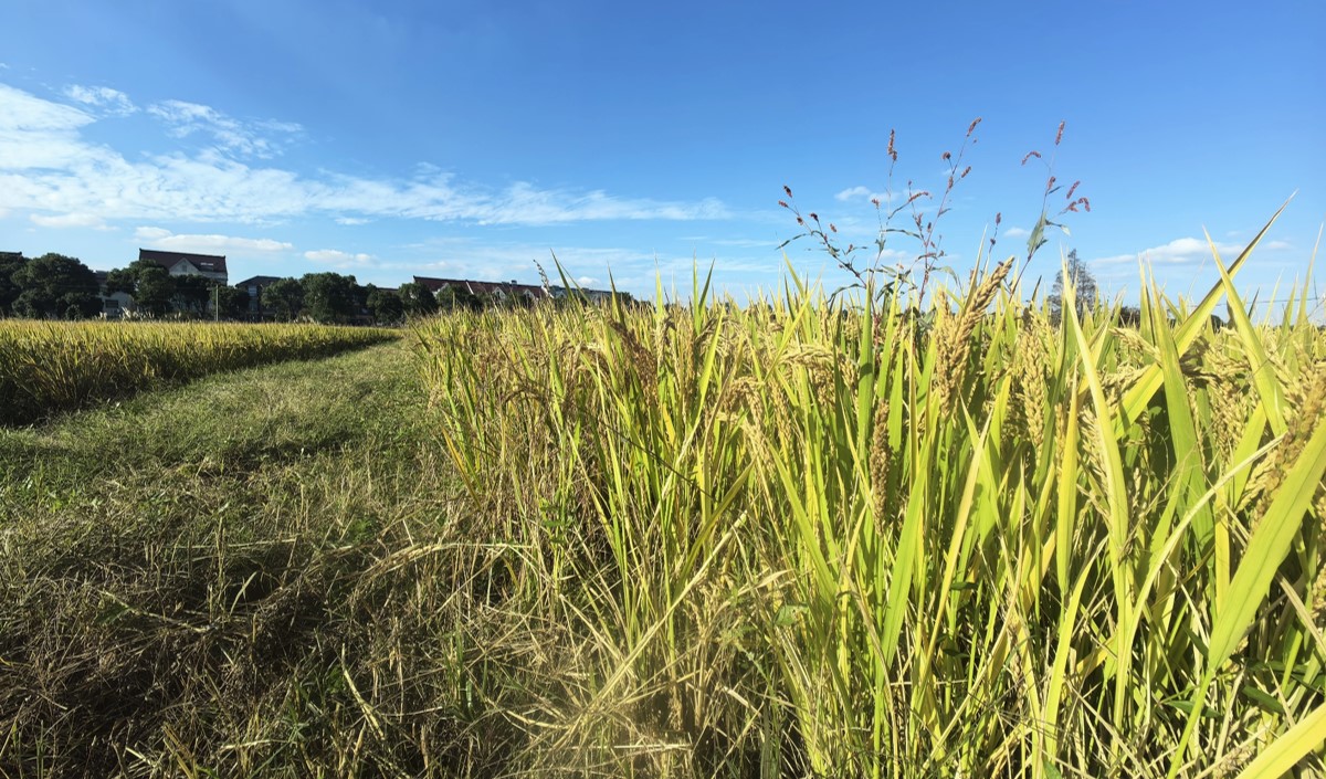 最美鄉村農業品牌化策劃方案